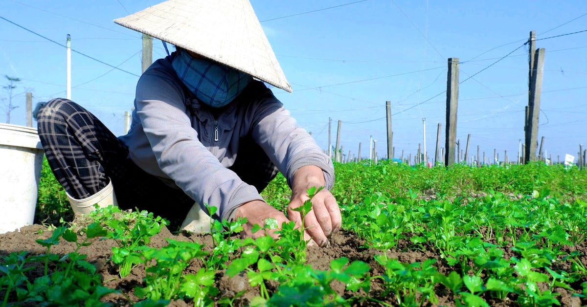 Giá rau xanh tăng cao, nông dân Huế kỳ vọng vụ Tết thắng lớn