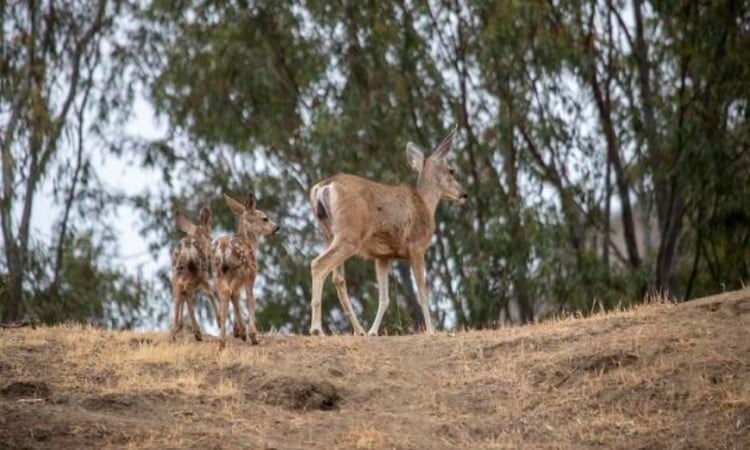 L'île engage des artilleurs pour tuer des cerfs envahissants à partir d'hélicoptères