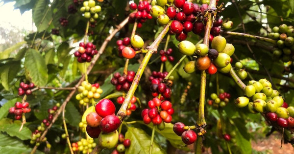 'Coffee prices reaching a record of 64,000 VND/kg is something no export business can imagine'