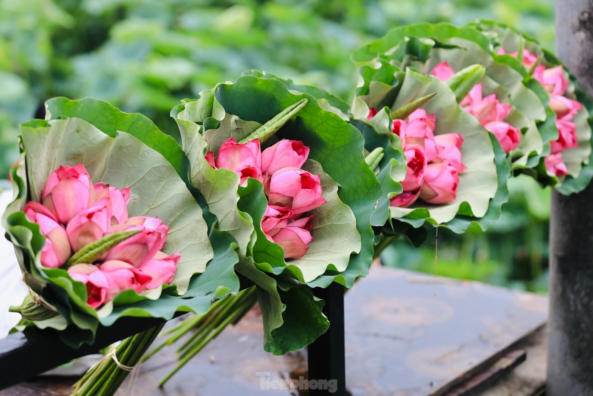 Unique art of lotus tea brewing - Cultural beauty of Hanoi people photo 4