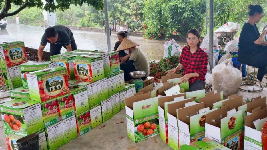 Hung Yen lychee has a good harvest and good price.