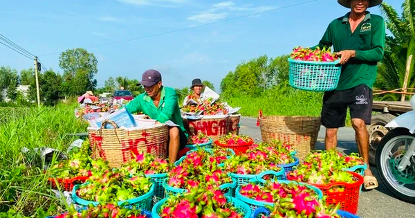 Mỗi ngày có hàng nghìn tấn thanh long, xoài, mít xuất khẩu sang Trung Quốc