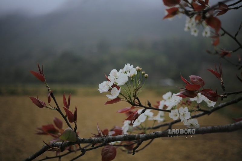 Từng cánh hoa trắng muốt luôn thu hút du khách xa gần. Ông Hoàng Văn Tấn (du khách tới từ Vĩnh Long) - chi sẻ: “Mỗi dịp đầu xuân chúng tôi (đoàn 7 người) thường đến với Cao Bằng, trước là được đắm mình với cảnh sắc thiên nhiên, sau là thoả niềm đam mê săn ảnh đẹp. Các cây hoa mác cọt không năm nào chúng tôi bỏ sót“.