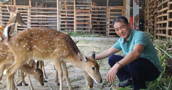 Nuôi hươu sao vốn là động vật hoang dã, nông dân Ninh Thuận cắt nhung bán mà giàu hẳn lên