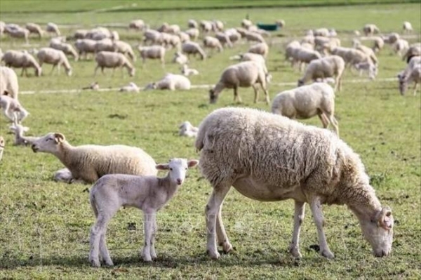 Blauzungenvirus breitet sich in Belgien aus