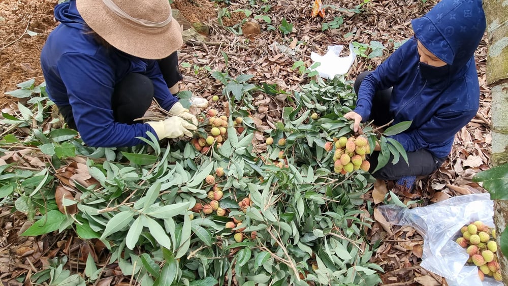 Early lychee in Bac Giang begins to ripen |=> Posted in Bac Giang newspaper