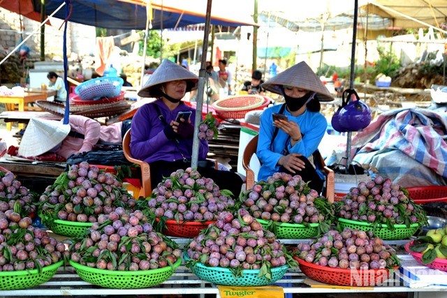 [Photo] Bac Ha in the season of ripe Tam Hoa plums photo 7