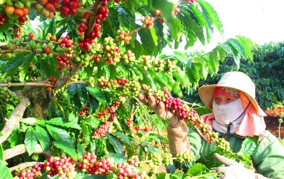 มุ่งมั่นพัฒนากาแฟให้เป็นมิตรต่อสิ่งแวดล้อมและยั่งยืน