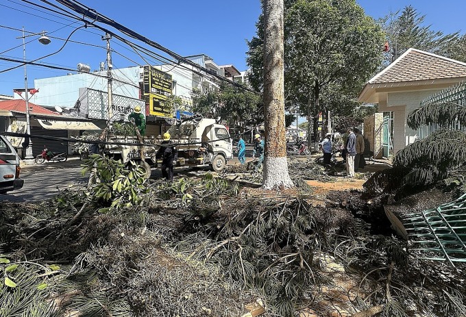 La escena de un árbol aplastando a una niña en la calle Phan Chu Trinh, ciudad de Buon Ma Thuot. Foto de : Ngoc Oanh