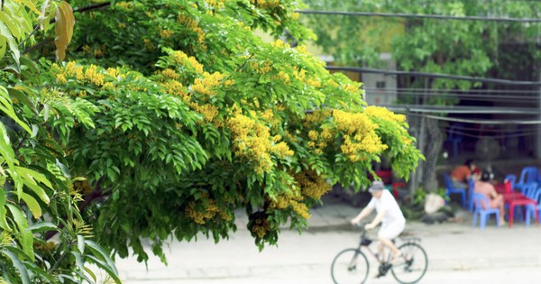 នៅខែមេសា ផ្លូវជាច្រើននៅ Ha Tinh ត្រូវបានលាបពណ៌លឿងភ្លឺដោយផ្កានេះដែលមានឈ្មោះដ៏ស្រស់ស្អាត។