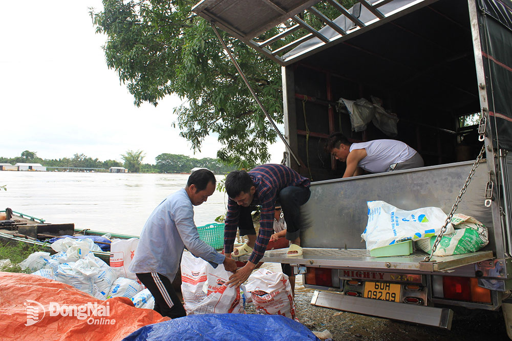 ត្រី​ងាប់​នៅ​ក្បូន​ត្រី​ភូមិ​៨ ត្រូវ​អាជីវករ​ទិញ​យក​មក​លក់​ក្នុង​តម្លៃ​តែ​ពីរ​បី​ពាន់​ដុង​ក្នុង​មួយ​គីឡូក្រាម។ រូបថត៖ B.Nguyen