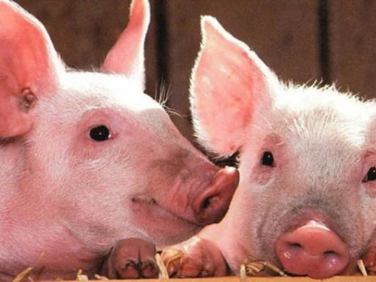 Prix ​​du porc au 24 octobre 2024 : de nombreuses localités ont rapidement baissé jusqu'à 59 000 VND/kg