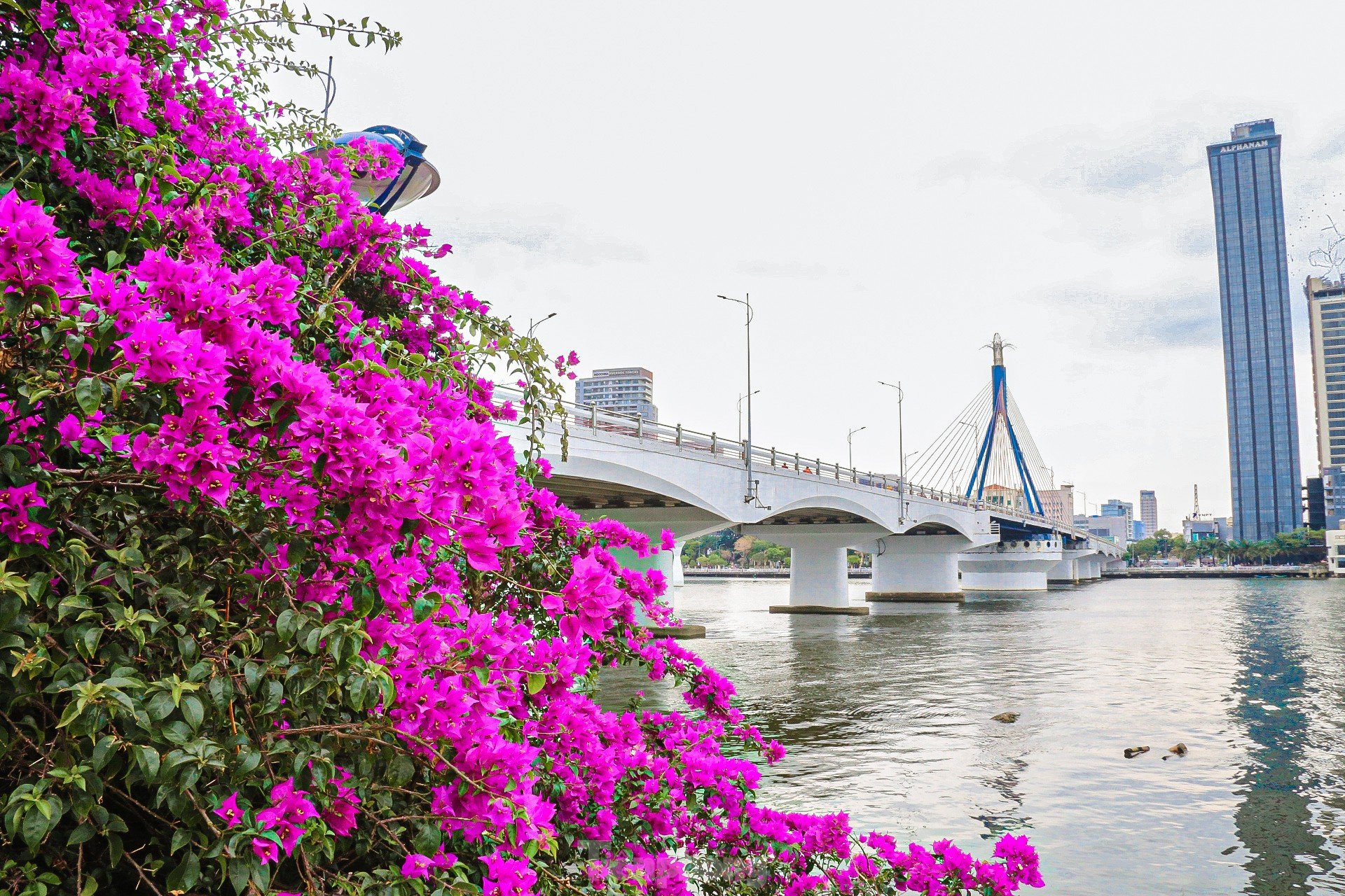 'Fiebre' con coloridas flores de buganvilla floreciendo en ambas orillas del río Han foto 3