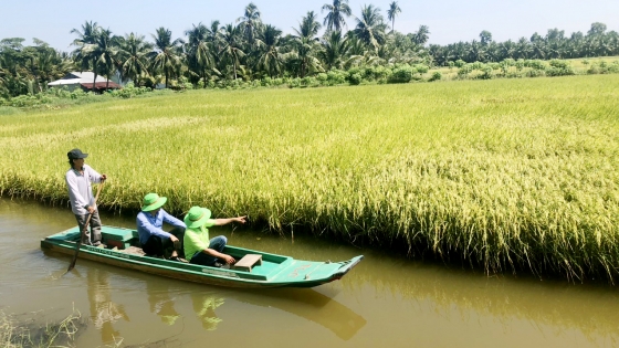 'Natural' rice farming can reduce emissions by nearly 11 million tons of CO2/year