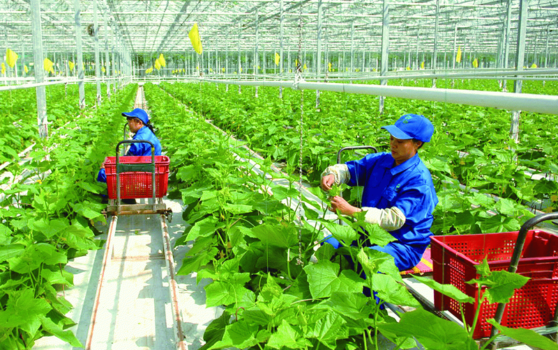 ويؤدي الانفصال الأسري والتنمية الاجتماعية والاقتصادية والتوسع الحضري في المناطق الريفية، وخاصة في المناطق الريفية ذات المتنزهات الصناعية والتجمعات الصناعية... إلى زيادة عدد سكان الريف.