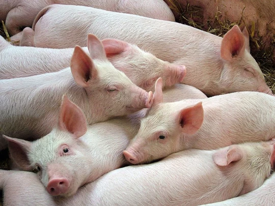 Prix ​​du porc au 14 décembre 2024 : le niveau le plus élevé atteint 65 000 VND/kg