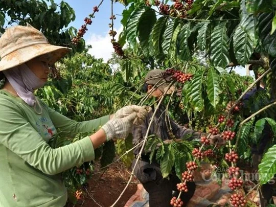 Exportations de café : record après record