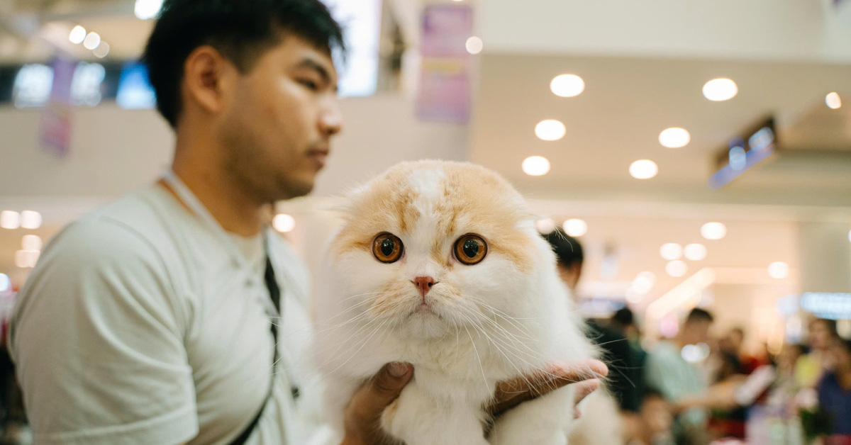 Los gatos compiten en 'concursos de belleza internacionales', incluido el gato más feo del mundo valorado en 70.000 dólares