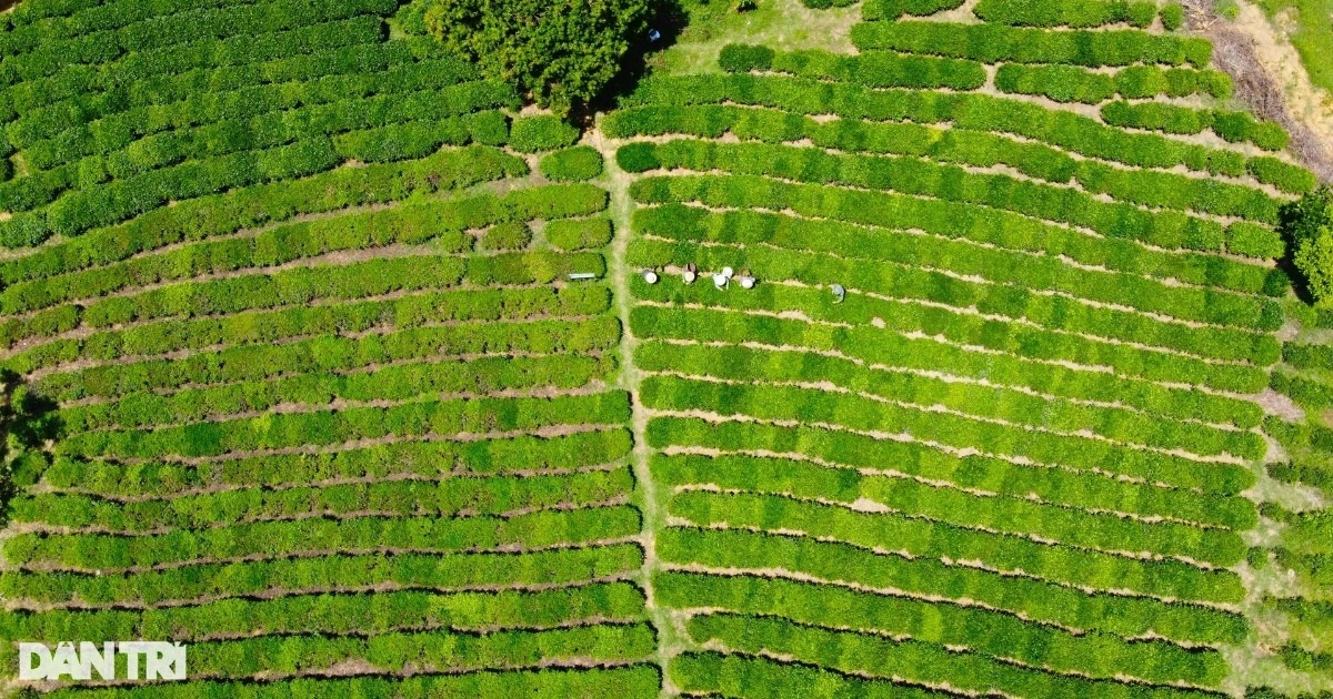 Als der barfüßige Regisseur die Stadt verlässt und in den Wald zieht, fällt es ihm schwer, „auf Gold zu verzichten“