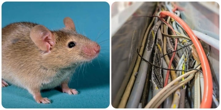 La forma más sencilla de sacar a los ratones del aire acondicionado - 1