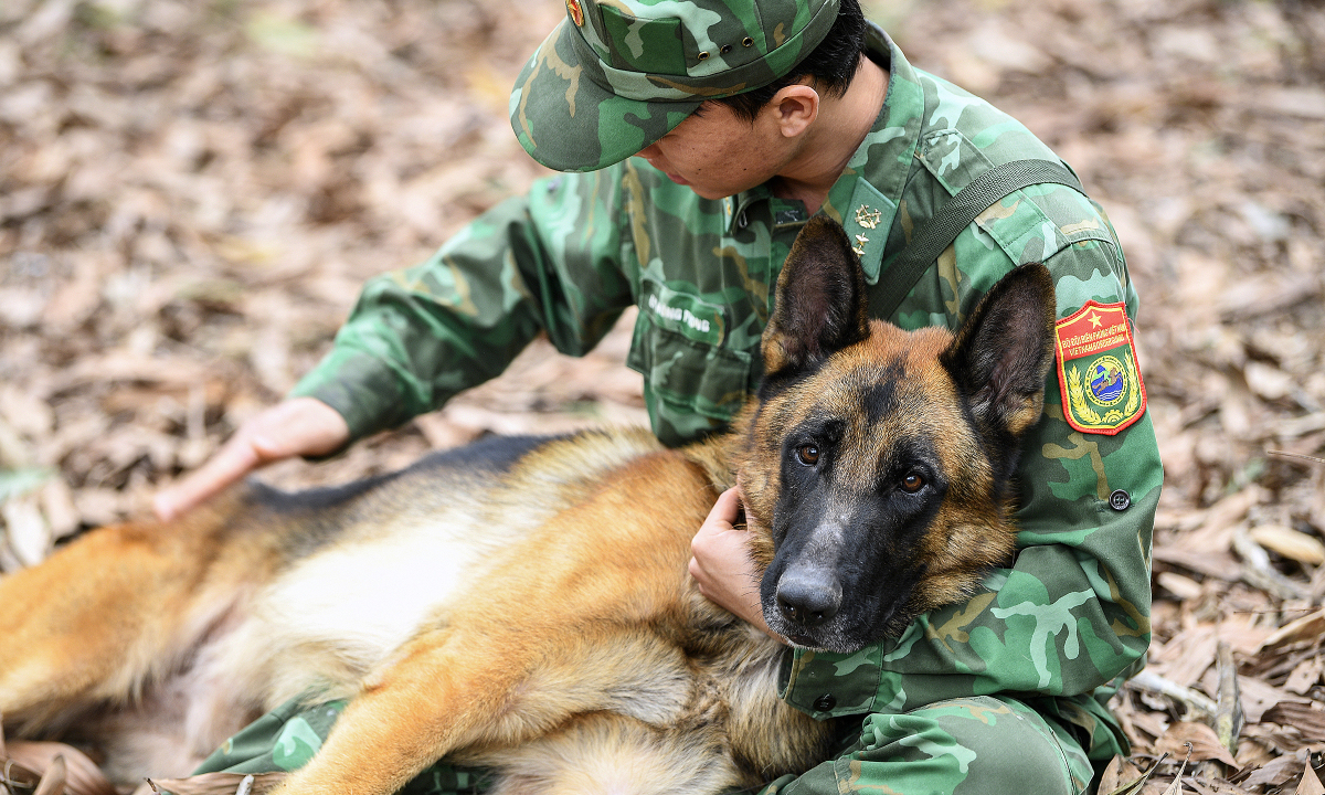 介助犬は平和維持活動に参加できるように訓練される。