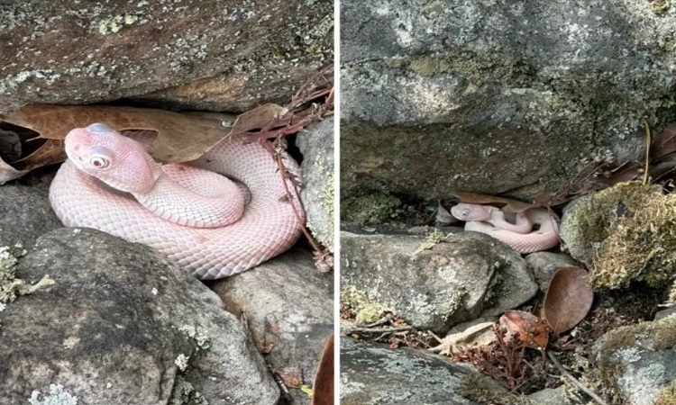 Seltene Albino-Klapperschlange