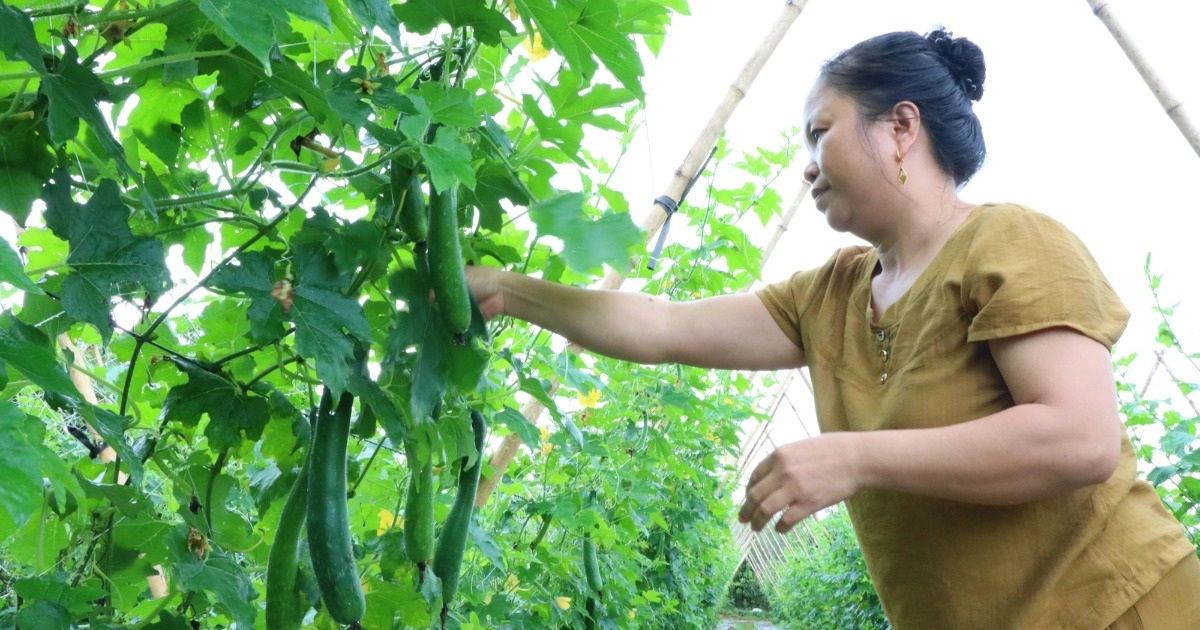 បុរស "ឈ្លោះជាមួយឋានសួគ៌" ដាំផ្លែឈើដែលអាចរកប្រាក់បានរាប់លានដុងពីរទេះរុញ