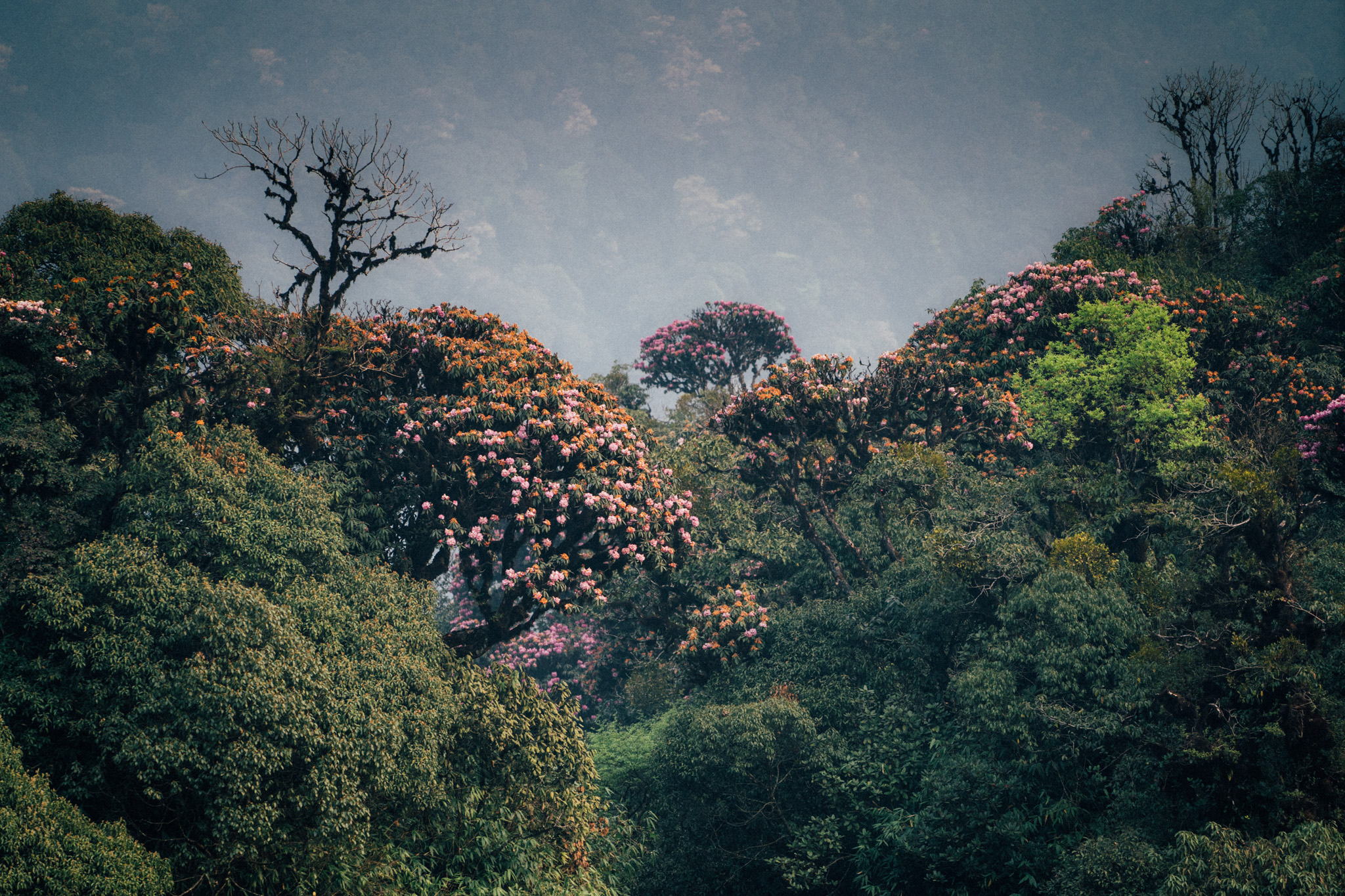 Forêt de rhododendrons en pleine floraison sur le pic Pu Ta Leng