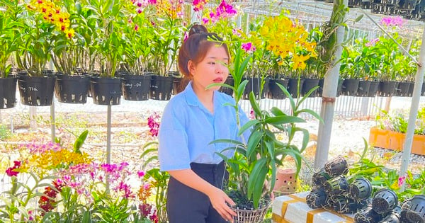 Orchideen werden überall in Binh Duong angebaut, die edle Blume blüht wie ein Strom, kann es nicht stoppen, ist sofort ausverkauft