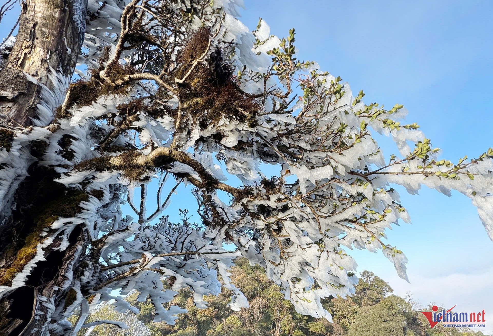 Y Ty, Ta Xua, Lao Than appear frosty, the forest canopy is magically beautiful