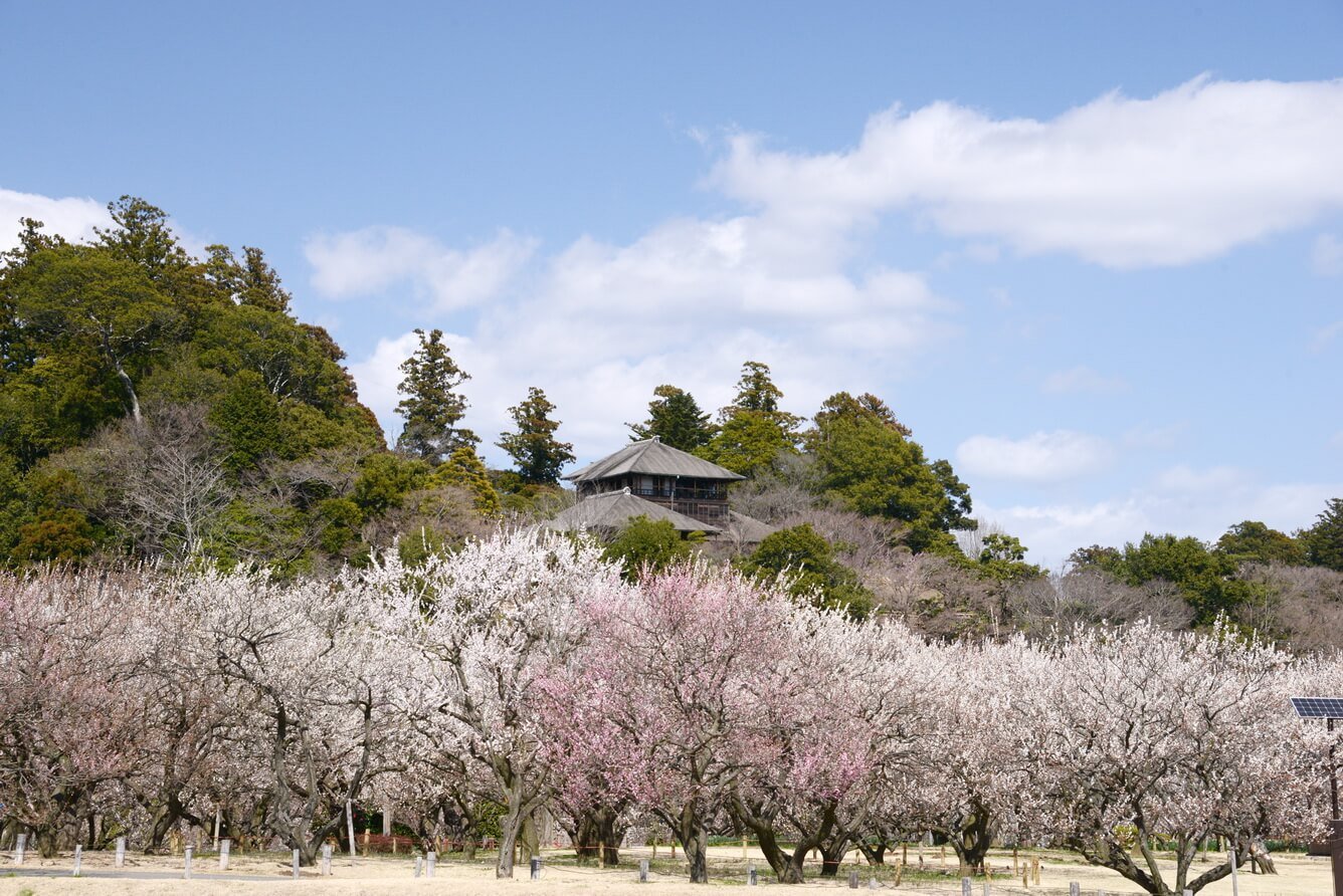 1. Spring dyes the cultural heritage pink, one of the three most famous gardens in Japan, home to Ibaraki's largest Ume flower festival.