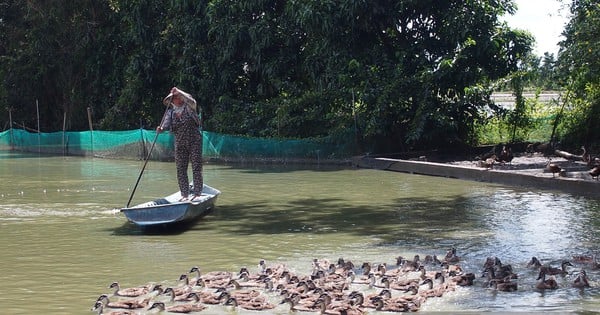 Vịt trời, con động vật hoang dã bay tài bay giỏi này nuôi thành công ở Sóc Trăng, là con đặc sản