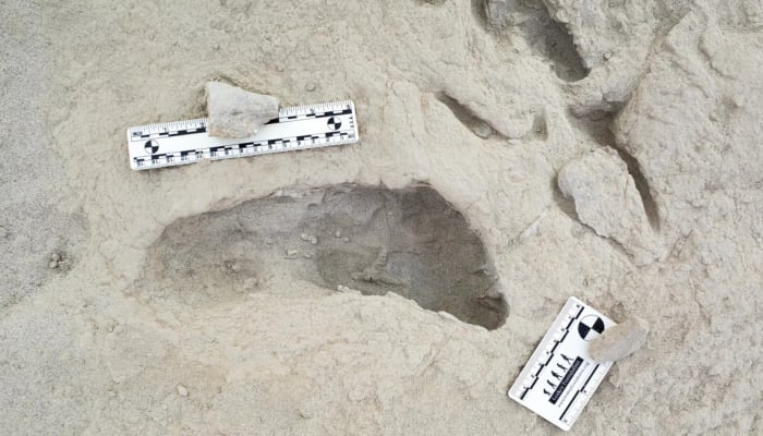 Fossilized footprints reveal two ancient human species coexisted