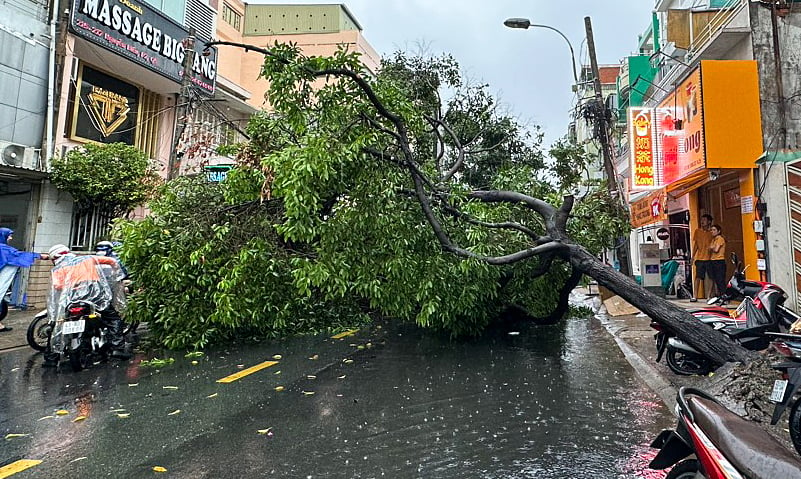 ホーチミン市で大雨により倒木、道路冠水