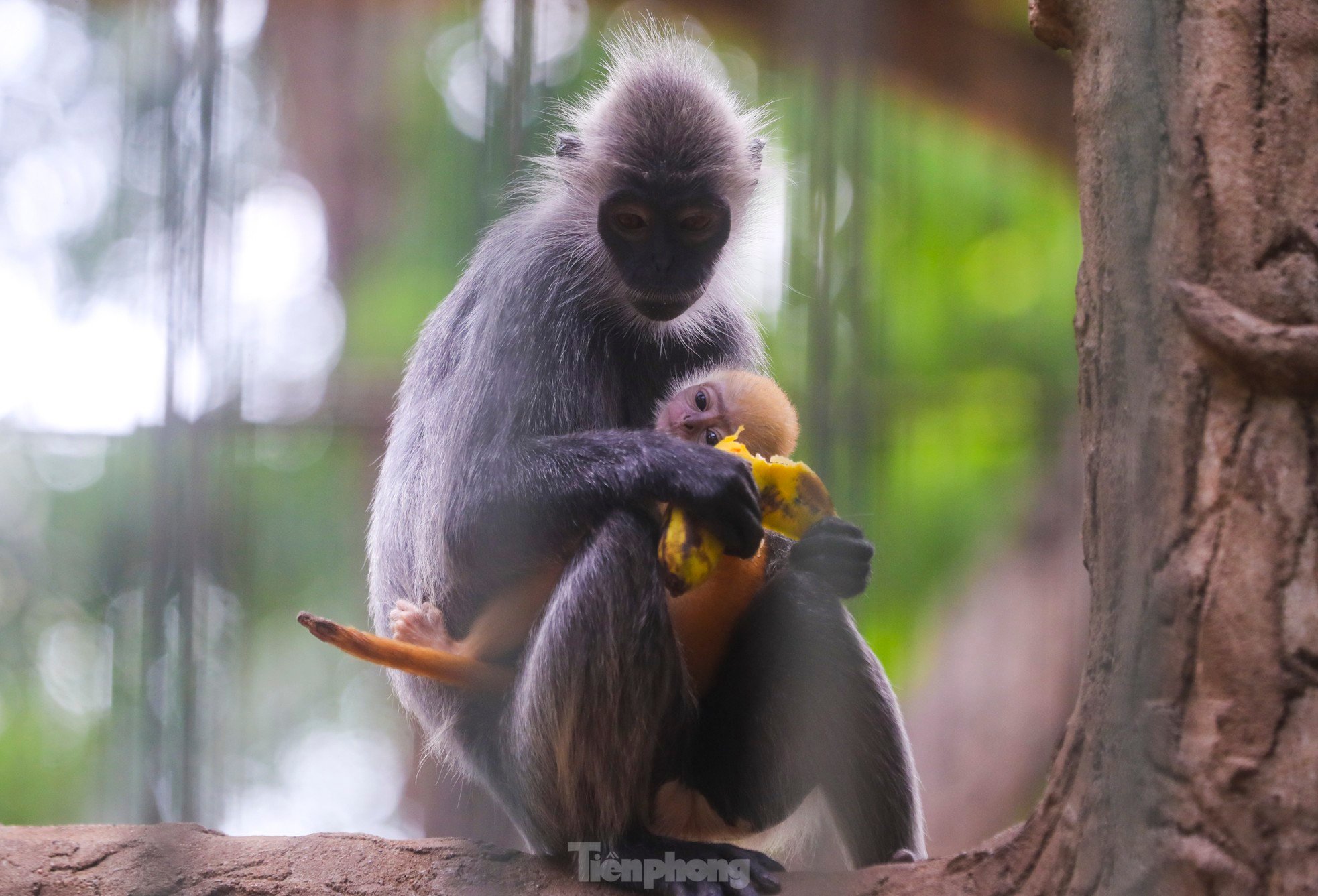 ソーシャルメディアで話題になっている動物園の赤ちゃん猿の何がそんなに特別なのでしょうか?写真7