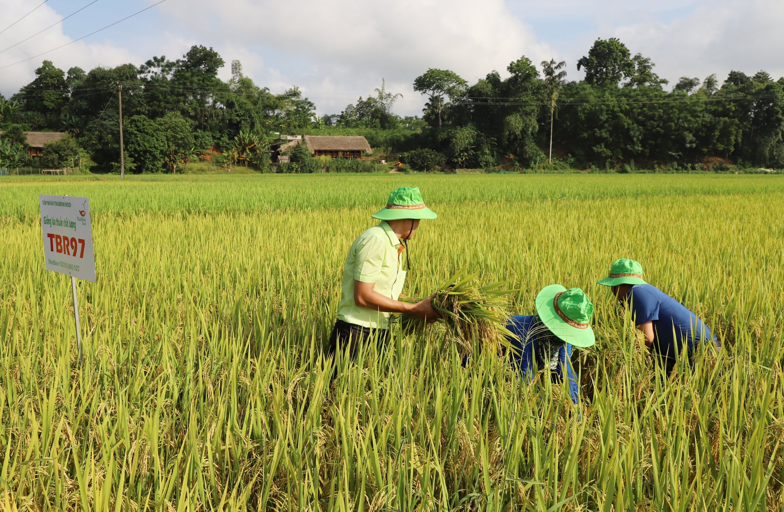 Trồng thử nghiệm giống lúa thuần TBR97 cho năng suất 80 tạ/1ha, nông dân ở một xã ở Hà Giang vui mừng đón nhận - Ảnh 7.