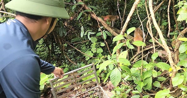 Freilassung von Goldmeerkatzen, Schildkröten, Indischen Falken und einer Reihe seltener Tiere, die im Roten Buch der Natur aufgeführt sind