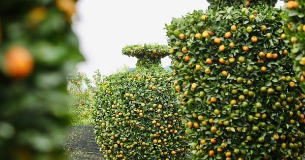 Avant le Têt, des mandarines géantes « vase porte-bonheur » valant des dizaines de millions de dongs sont vendues