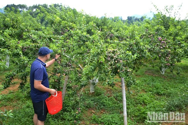 [Photo] Bac Ha in the season of ripe Tam Hoa plums photo 1