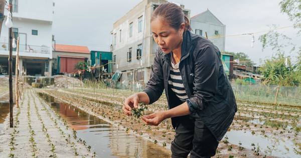 Lũ về, người dân Quảng Bình mất trắng vụ hoa tết