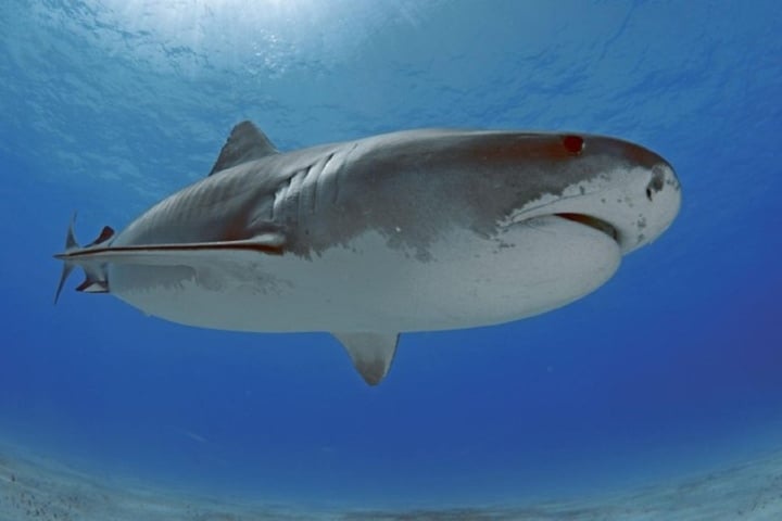 Une équipe de tournage attaquée par un requin, un bateau explose en mer - 1