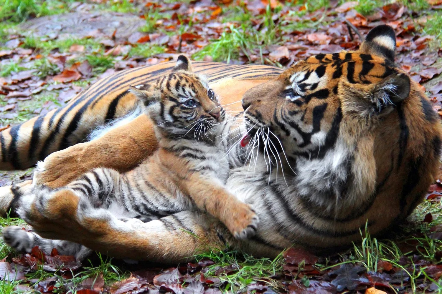 Warum fressen Tiere ihre eigenen Kinder? Bild