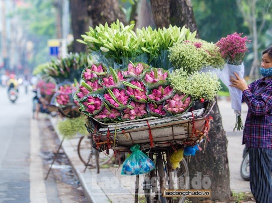 sen da u mu a xuo ng pho khoe sac khap duong pho ha noi