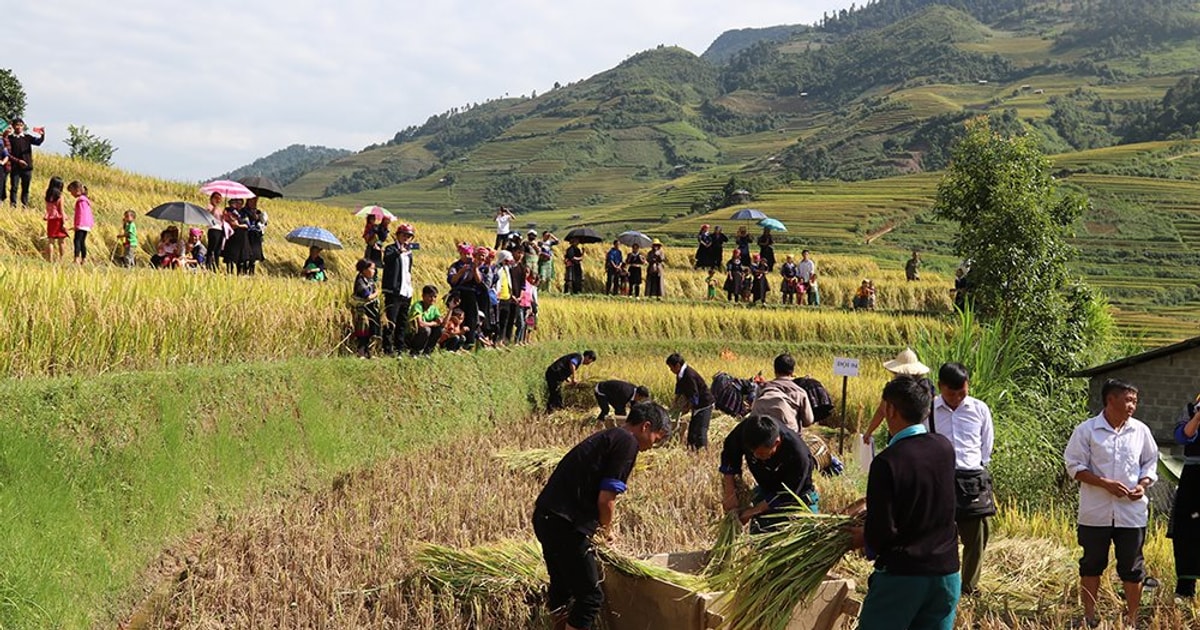 'Golden season of Mu Cang Chai' brilliantly welcomes visitors