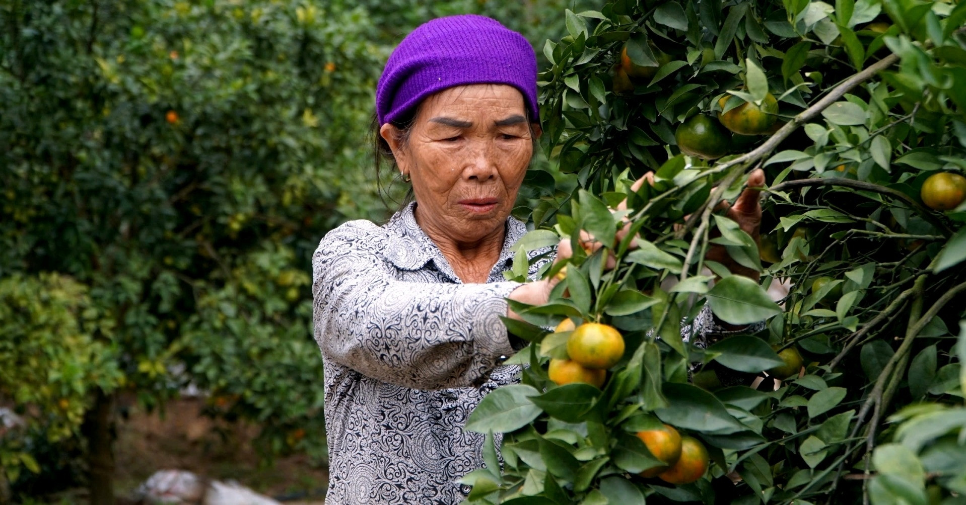 Das alte Bauernpaar aus Thanh Hoa verdient jedes Jahr Milliarden dank seines Obstgartens