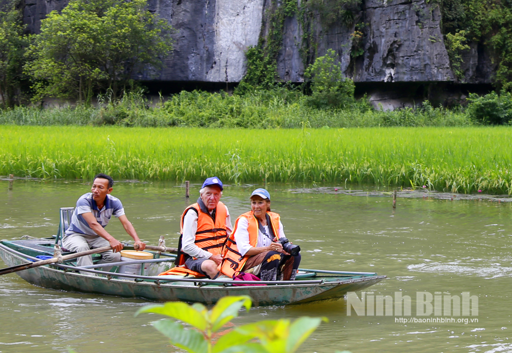 Tam Coc rice fields will ripen beautifully during Ninh Binh Tourism Week