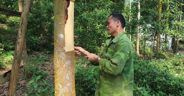 En plantant de la cannelle dans les forêts, tous les grands arbres, tout le village, toute la commune de Lao Cai, chaque famille est visiblement riche.