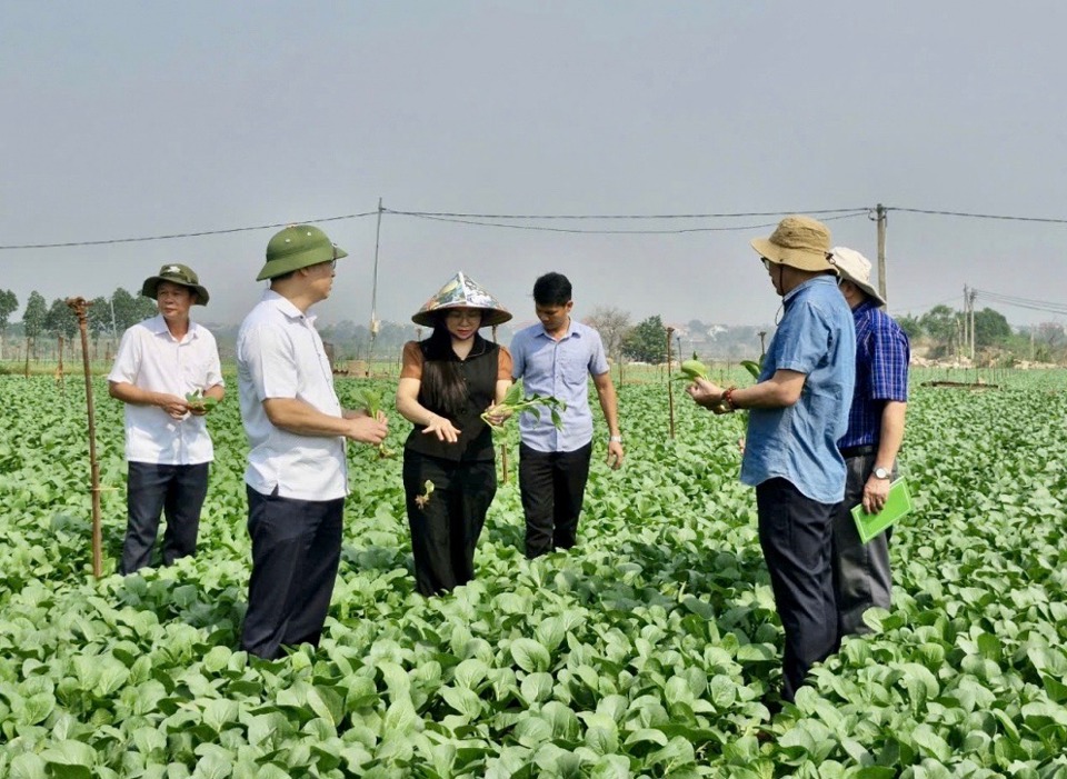 Đoàn công tác Sở NN&PTNT Hà Nội kiểm tra vùng sản xuất rau an toàn tại huyện Mê Linh.