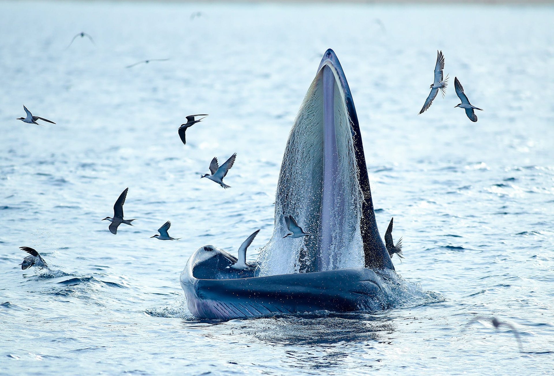 Moment of a large whale hunting in the waters of Binh Dinh