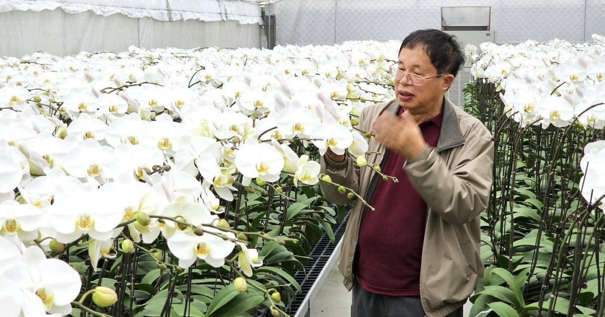 Descubra el jardín de orquídeas de cien millones de dólares en el centro de la capital